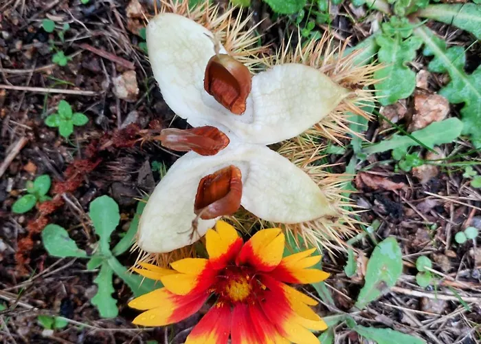 Szálloda U Pozzu Evisa