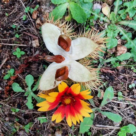 Ξενοδοχείο U Pozzu Evisa